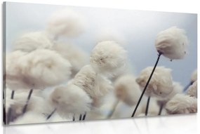 Quadro su tela – Fiori artici di cotone