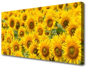 Quadro su tela Natura della pianta del girasole 100x50 cm