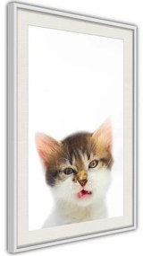 Poster  Funny Kitten  Cornice Quadri Cornice d'oro con passe-partout, Larghezza x Altezza Home decor 30x45