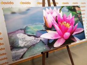 Quadro su tela – Fiore di loto rosa