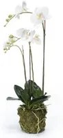 Emerald Orchidea Phalaenopsis Artificiale 70 cm Bianca 423606