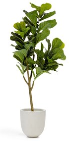 Kave Home - Ficus artificiale di 150 cm