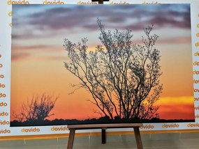 Stampa su tela – Rami al tramonto