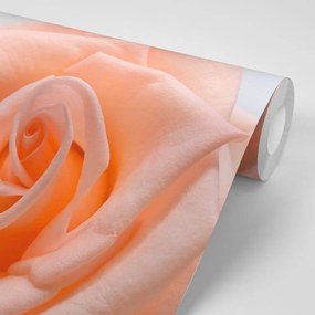 Carta da parati – Rosa in tonalità pesca