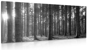 Quadro su tela – Mattina nella foresta in bianco e nero