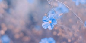 Quadro su tela – Fiori blu su sfondo vintage