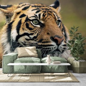 Carta da parati – Tigre del Bengala