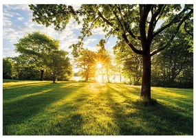 Fotomurale KOMAR Golden moment, Multicolore 368X254 cm