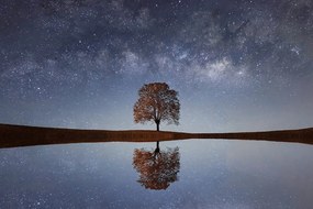 Carta da parati autoadesiva – Cielo stellato sopra l'albero solitario