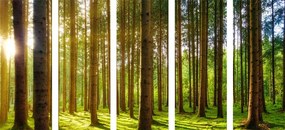 Quadri 5 pezzi – Mattina nella foresta