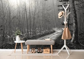 Carta da parati – Sentiero nel bosco in bianco e nero