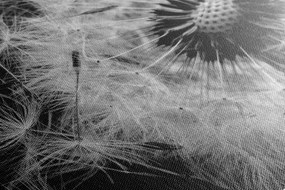 Stampa su tela – Semi di soffione in bianco e nero