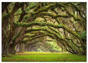 Fotomurale Tree embrace