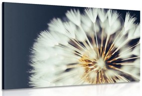 Quadro su tela – Dente di leone su sfondo scuro