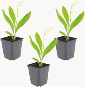 Set di 3 piante vere Lily Of The Valley Convallaria Majalis