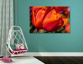 Quadro su tela – Tulipani meravigliosi sul prato