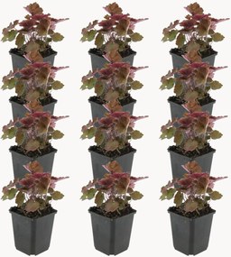 Set di 12 piante vere Coral Bells Heuchera micrantha Palace Purple