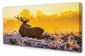 Quadro su tela Deer Winter Sunrise 100x50 cm