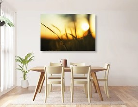 Stampa su tela – Tramonto nell'erba