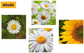 Set di quadri – Fiori di campo