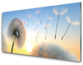 Quadro su vetro acrilico Pianta di fiori di tarassaco 100x50 cm