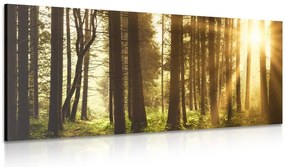 Quadro su tela – Foresta inondata di sole
