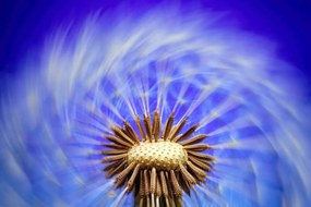 Carta da parati – Soffione con sfumature viola