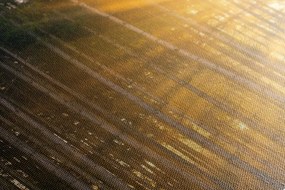 Stampa su tela – Sole dietro l'albero