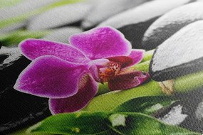 Quadro su tela – Natura morta per il benessere con orchidea viola