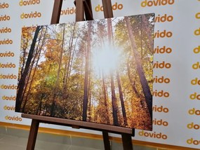 Quadro su tela – Foresta nei colori autunnali