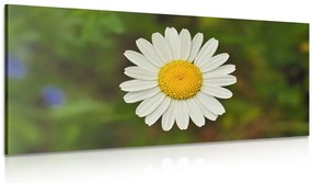Quadro su tela – Fiore di margherita