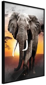 Poster  Majestic Elephant  Cornice Quadri Cornice nera, Larghezza x Altezza Home decor 30x45