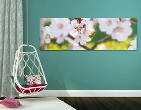 Stampa su tela – Fiori dell'albero in primavera