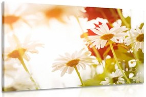 Stampa su tela – Margherite magiche