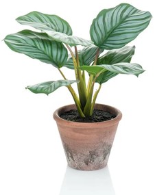 Calathea Orbifolia Artificiale Terra 32 Cm İn Vaso /