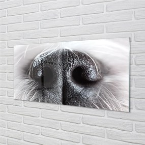 Quadro vetro acrilico Naso del cane 100x50 cm