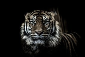 Carta da parati autoadesiva – Tigre