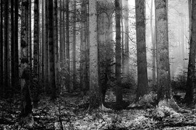 Carta da parati autoadesiva – Mistero del bosco in bianco e nero