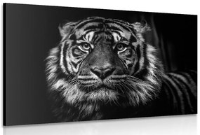 Quadro su tela – Tigre in bianco e nero