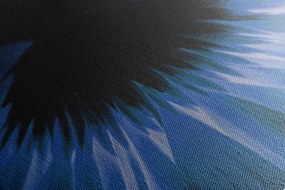 Quadro su tela – Gerbera blu su sfondo scuro