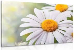 Stampa su tela – Fiori di camomilla