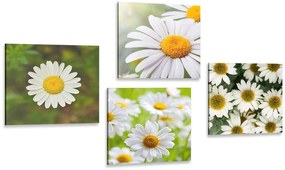 Set di quadri – Fiori incantevoli