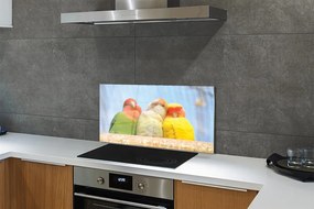 Pannello paraschizzi cucina Pappagalli colorati 100x50 cm