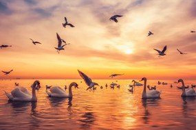 Stampa su tela – Cigni sul mare