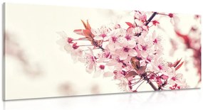 Quadro su tela – Fiori rosa di ciliegio