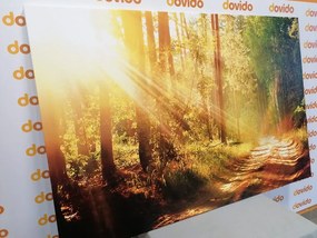 Quadro su tela – Raggi di sole nella foresta
