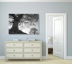 Quadro su tela – Simbiosi degli alberi in bianco e nero
