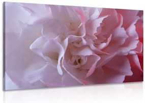 Quadro su tela – Petali di garofano