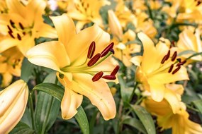 Carta da parati – Giglio giallo
