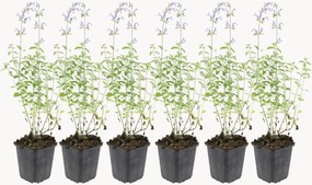 Set di 6 piante vere Nepeta faassenii Walkers Low